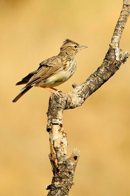 Galerida cristata - A cogujada comum é uma espécie de ave da família Alaudidae.