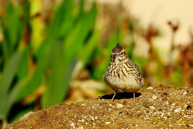 Galerida cristata - A cogujada comum é uma espécie de ave da família Alaudidae.