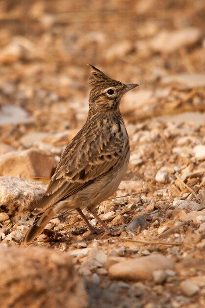 Galerida cristata - La cogujada común es una especie de ave de la familia Alaudidae.