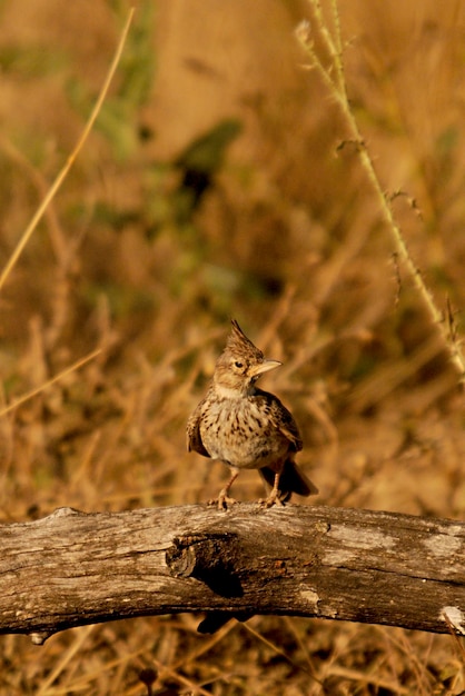 Galerida cristata - La cogujada común es una especie de ave de la familia Alaudidae.