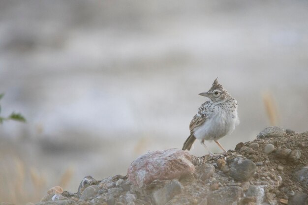 Galerida cristata - La cogujada común es una especie de ave de la familia Alaudidae.