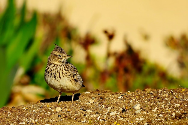 Galerida cristata - Die gemeine Cogujada ist eine Vogelart aus der Familie der Alaudidae.