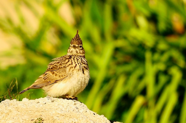 Galerida cristata - Die gemeine Cogujada ist eine Vogelart aus der Familie der Alaudidae.