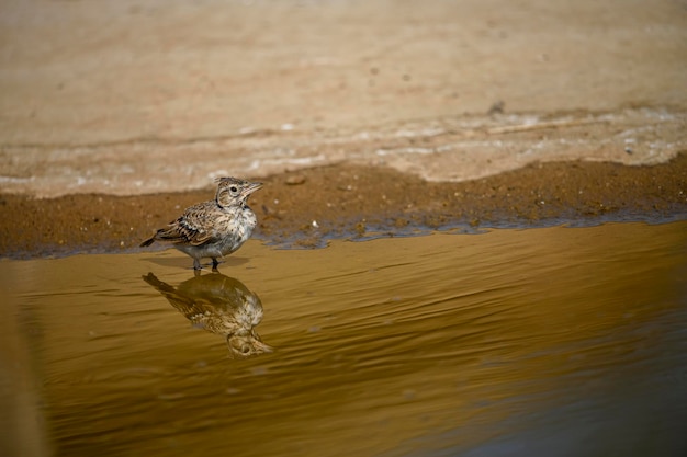 Galerida cristata ou cotovia comum é uma espécie de ave da família Alaudidae