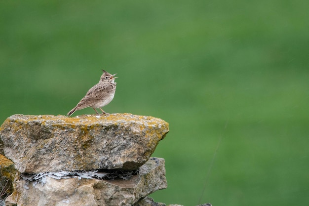 Galerida theklae - A montesina cogujada é uma espécie de ave da família Alaudidae