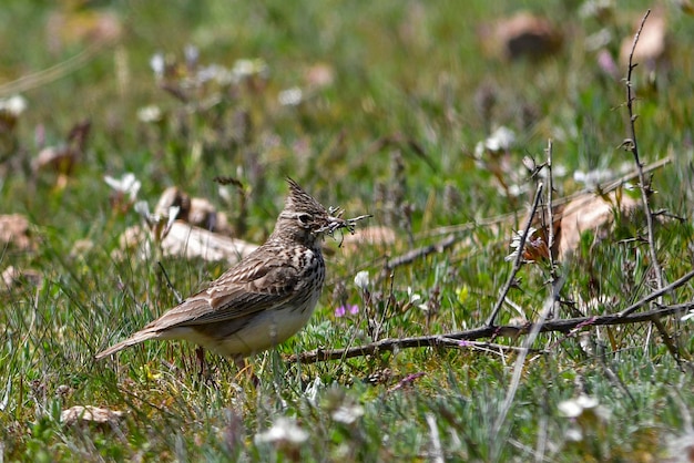 Galerida theklae - A montesina cogujada é uma espécie de ave da família Alaudidae