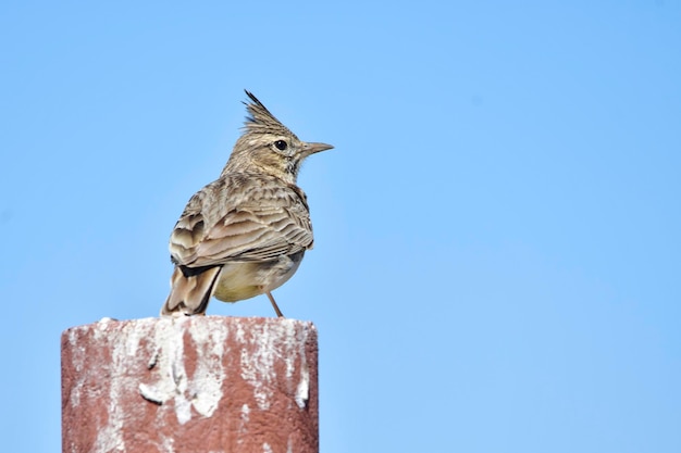 Galerida theklae - A montesina cogujada é uma espécie de ave da família Alaudidae