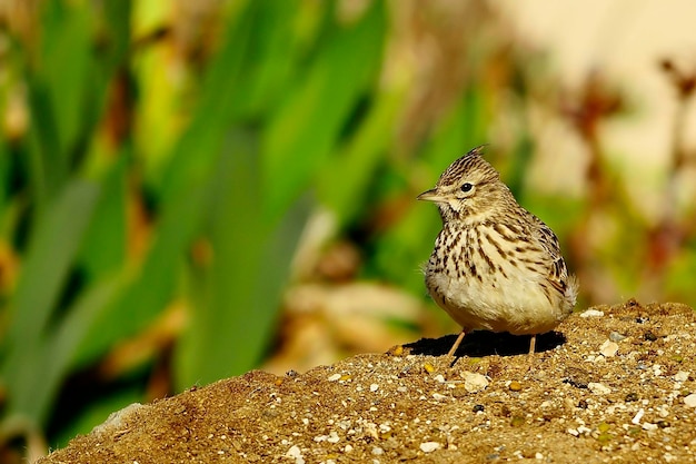 Galerida theklae - A montesina cogujada é uma espécie de ave da família Alaudidae