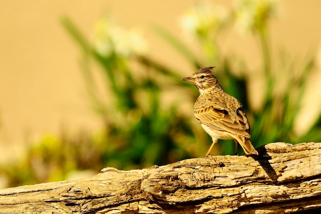 Galerida theklae - A montesina cogujada é uma espécie de ave da família Alaudidae