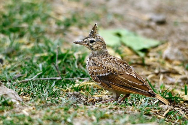 Galerida theklae - a montesina cogujada é uma espécie de ave da família alaudidae