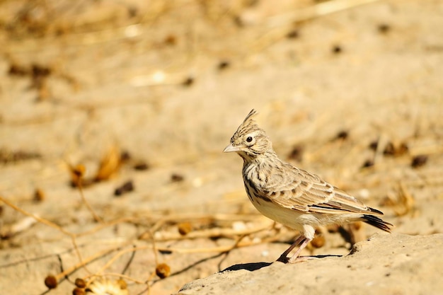 Galerida theklae - Die montesina cogujada ist eine Vogelart aus der Familie der Alaudidae