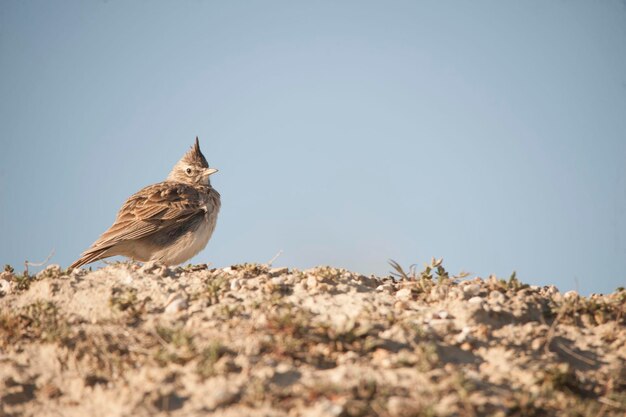 Galerida theklae - Die montesina cogujada ist eine Vogelart aus der Familie der Alaudidae