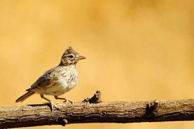 Galerida theklae - Die montesina cogujada ist eine Vogelart aus der Familie der Alaudidae