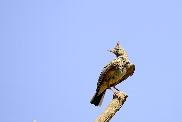 Galerida theklae - Die montesina cogujada ist eine Vogelart aus der Familie der Alaudidae