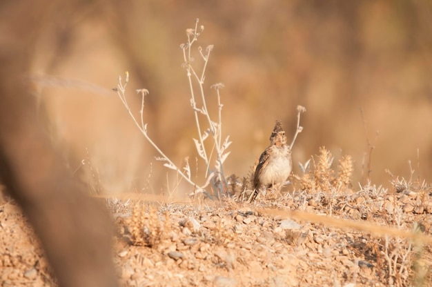 Galerida theklae - La montesina cogujada es una especie de ave de la familia Alaudidae