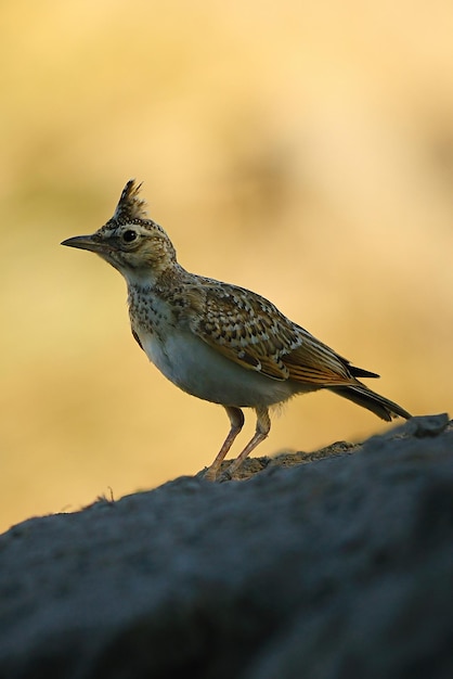 Galerida theklae - La montesina cogujada es una especie de ave de la familia Alaudidae