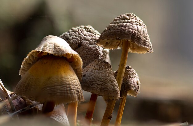 Galerina marginata é um cogumelo venenoso mortal. fechar-se