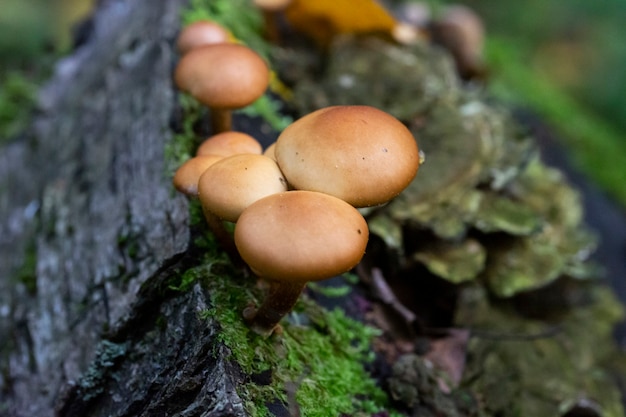 Galerina marginata é um cogumelo venenoso mortal, outubro