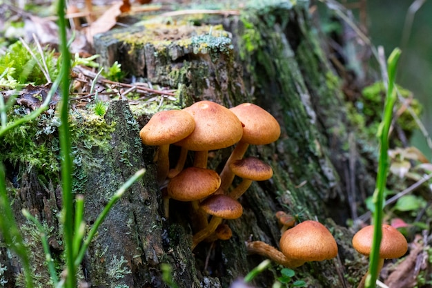 Galerina marginata ist ein tödlicher Giftpilz, Oktober