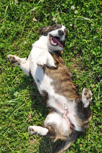 Galês cardigan corgi cachorro vista superior na grama