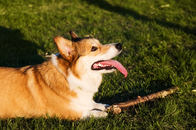 Galês Corgi Pembroke sorrir e feliz. Cão bonito sentado na grama do parque, brincando com um pau.