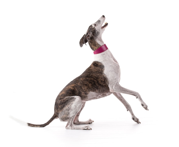 Foto galga español en estudio sobre fondo blanco.