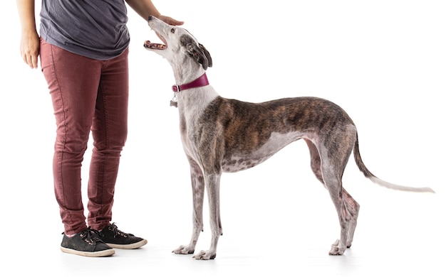 Galga espanol im Studio auf weißem Hintergrund