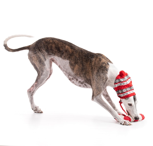 Galga espanol para as férias de Natal em estúdio em fundo branco