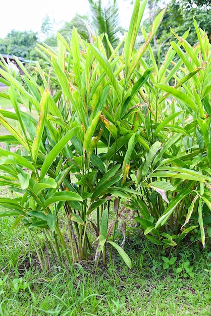 Galgantpflanze auf Natur Galgantblätter Galgantbaumplantage mit grünen Blättern im Sommer im Gemüsegarten für Lebensmittel oder Kräuter