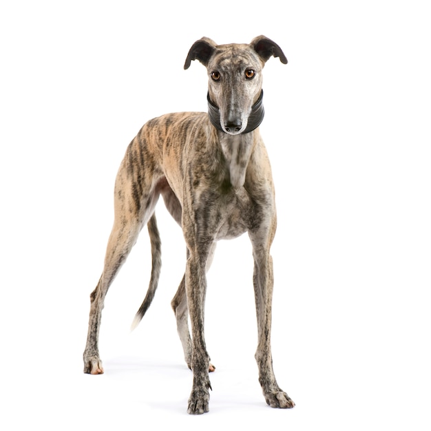 Foto galgo español con 2 años. retrato de perro aislado