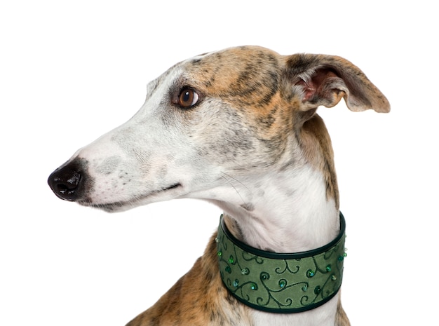 Galgo Español con 4 años. Retrato de perro aislado