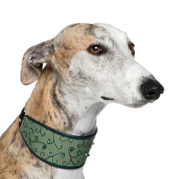 Galgo Español con 4 años. Retrato de perro aislado