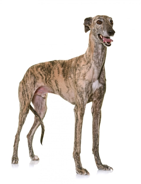 Galgo espanol em estúdio