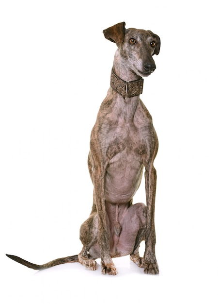 galgo espanol isolado