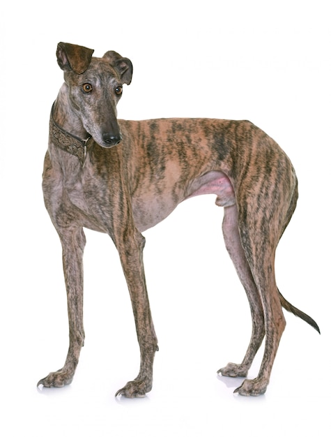 Galgo Espanol isoliert