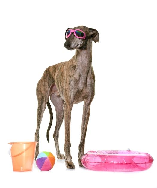 galgo espanol en verano