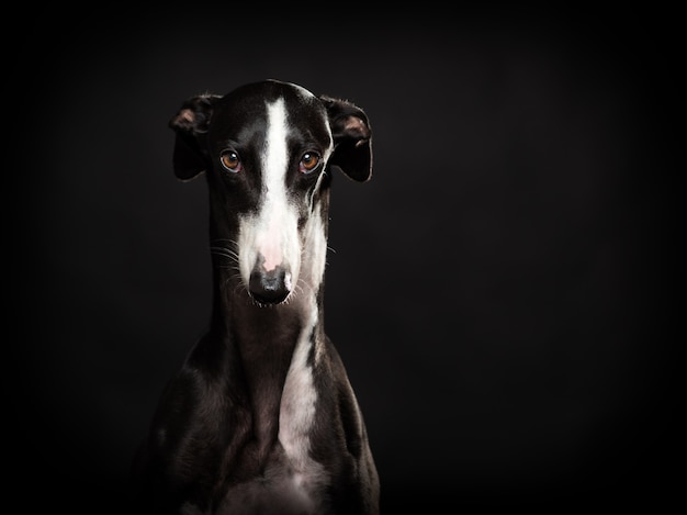 galgo español