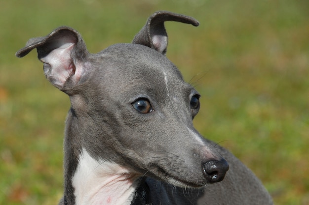 Galgo italiano al aire libre