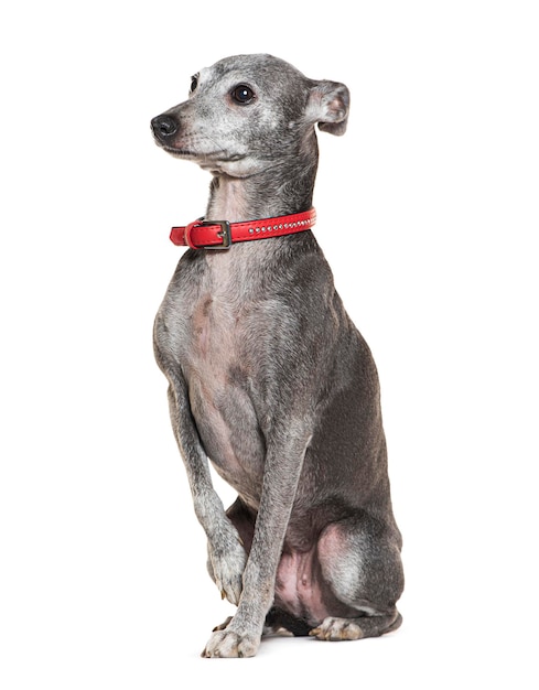 Galgo italiano antiguo con collar rojo aislado en blanco