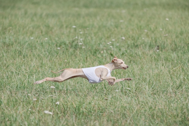 Galgo italiano correndo na competição de corrida de isca