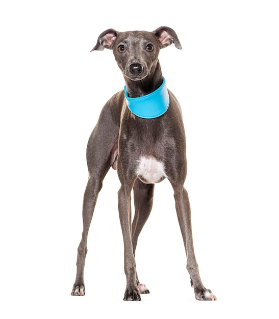 Galgo italiano con cuello azul y grande aislado en blanco