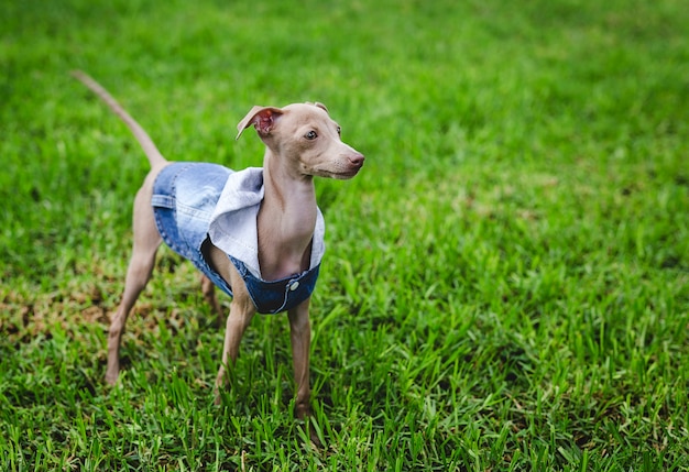 Galgo italiano pequeno no campo. Diversão com trajes