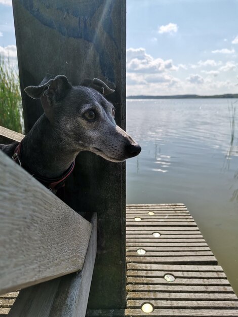 El galgo italiano vigila el lago.