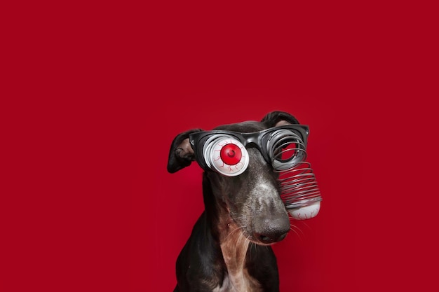 Galgo de retrato celebrando el carnaval de halloween o año nuevo con gafas de zombi aislado sobre fondo rojo.