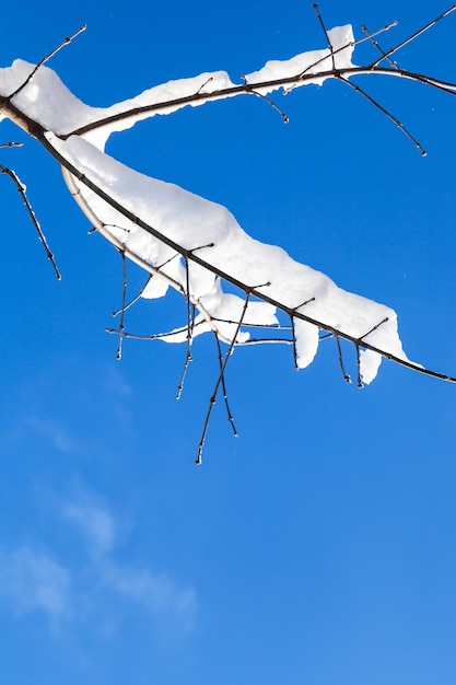 Galho coberto de neve com céu azul em dia ensolarado