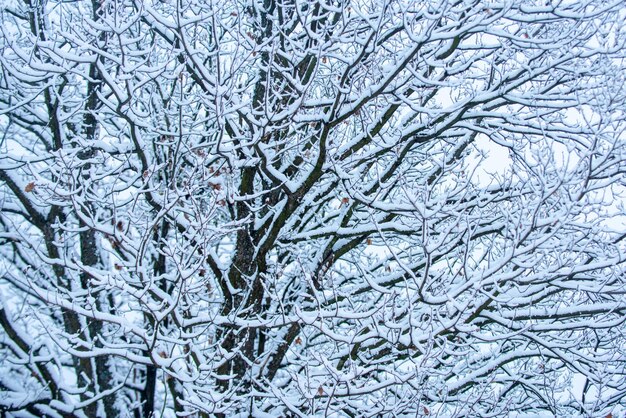 Galho coberto de neve contra fundo de neve galho de árvore em galhos de árvores congelados de neve no inverno