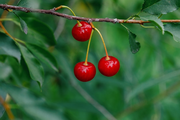 Galho com cereja de frutas vermelhas no jardim gren