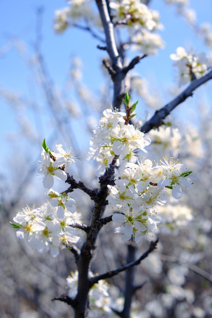 Galho com flores de cerejeira brancas brilhantes na primavera contra o fundo do céu azul