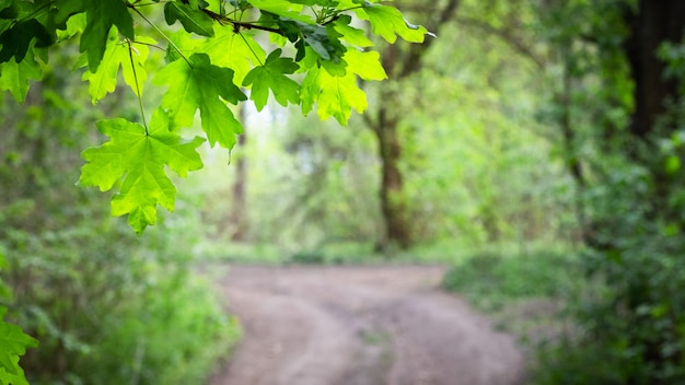 Foto galho com folhas de plátano perto de uma estrada de terra na floresta no verão.