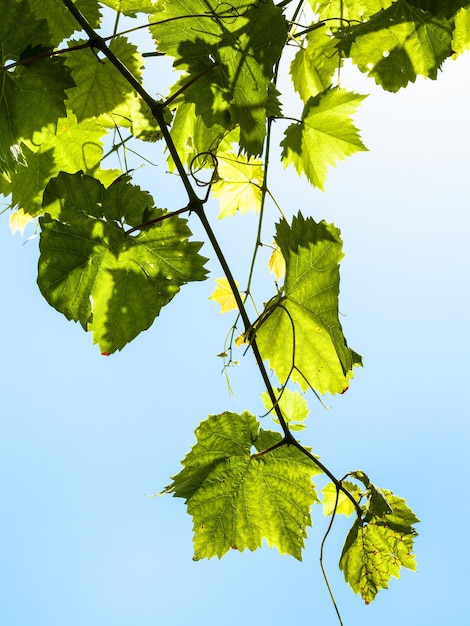 Galho com folhas de uva verde e céu azul